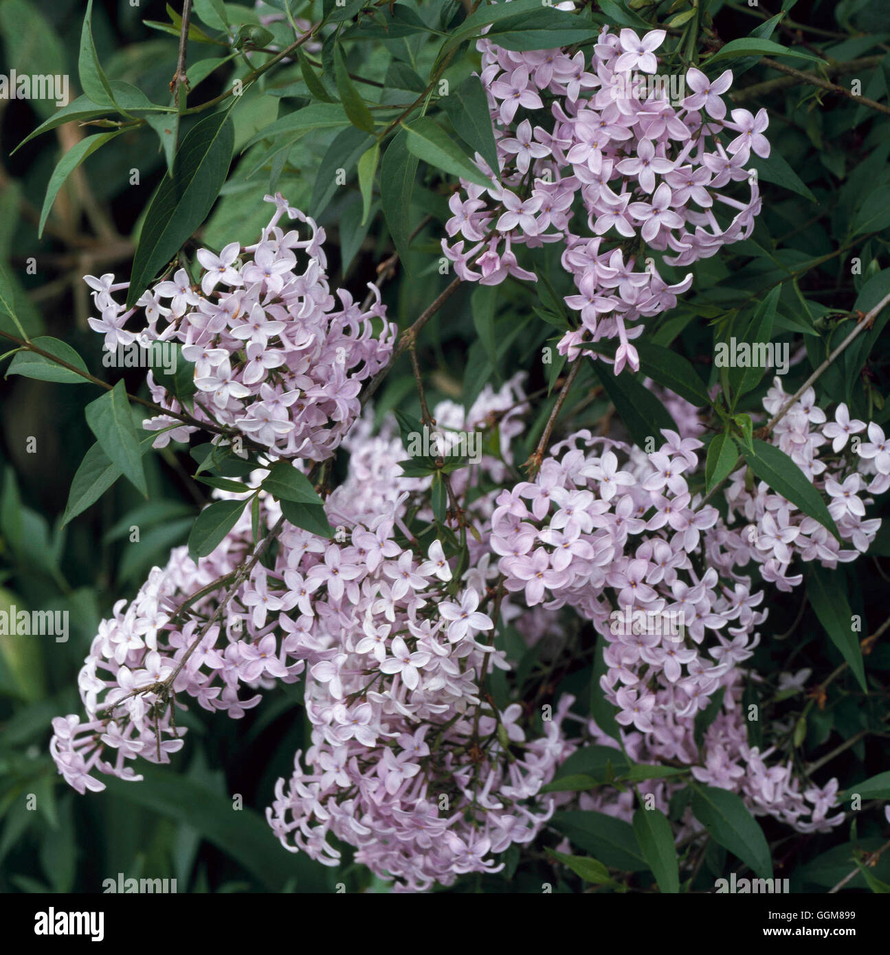Syringa pubescens - subsp microphylla `Superba' - (Syn. S. microphylla 'Superba')   TRS088747     Ph Stock Photo